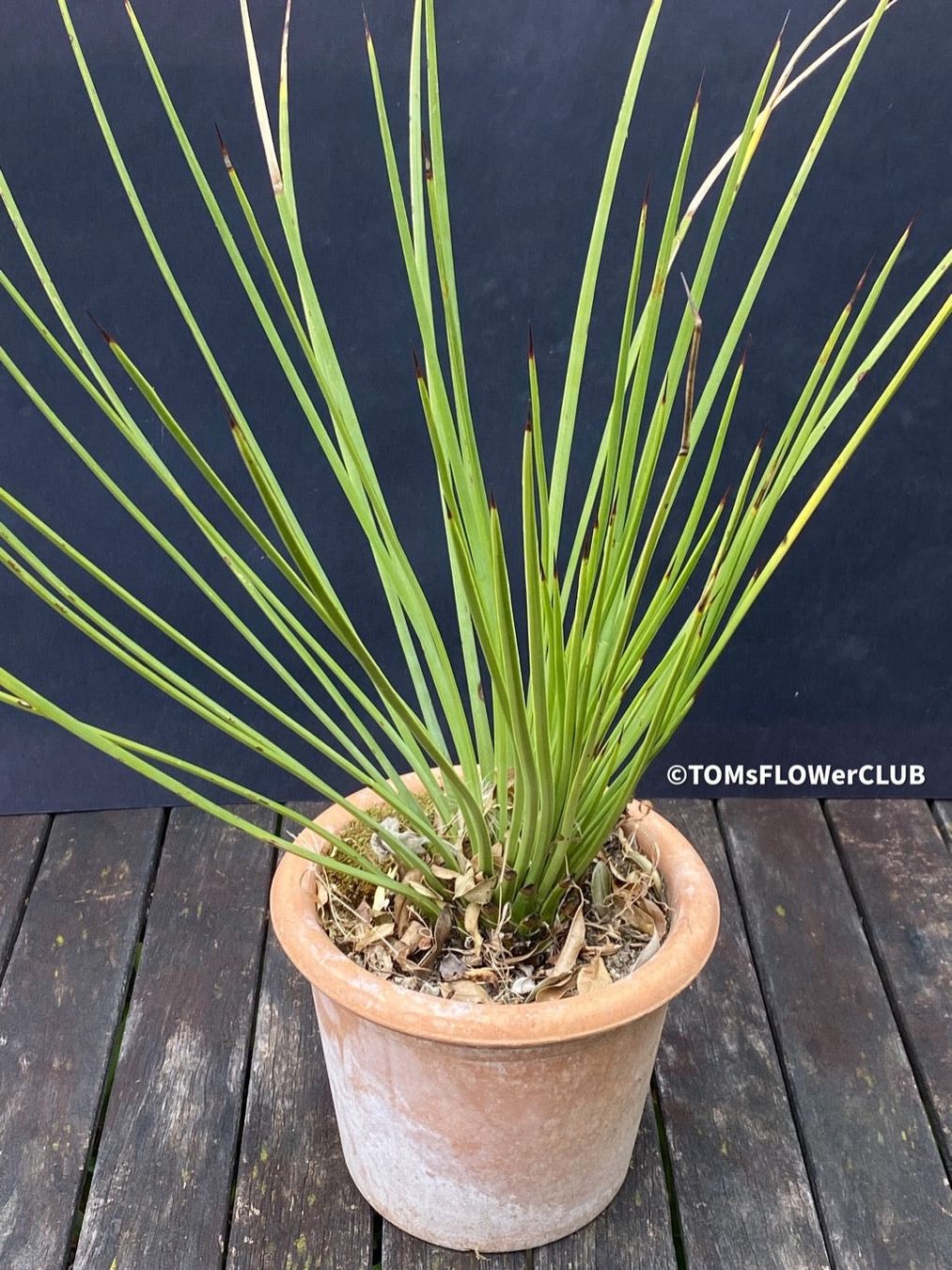 Agave Striata 40x40cm im TonTopf - winterhard (Neu und originalverpackt) in  Adliswil fr CHF 38  nur Abholung auf Ricardo kaufen