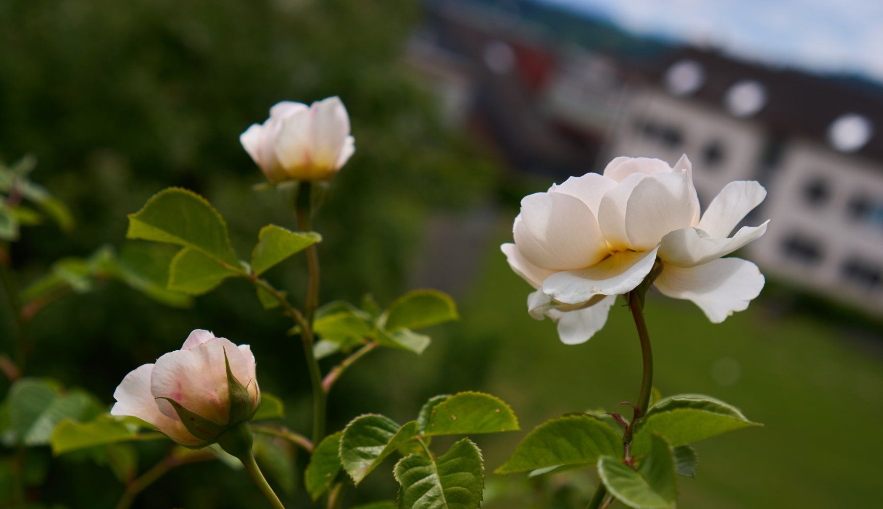 Sony Obiettivi: Sony E 35mm 1.8 für APS-C Kameras mit Sony E-Mount – Usato da Hochdorf venduto da Bellevue526 7