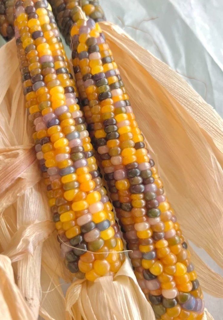 Piante & sementi: 5 Samen rare "Glass Gem Corn" ist ein feuersteinmais – Nuovo e nell'imballaggio originale da Rovio venduto da POSITIFFARTandPLANTS 1