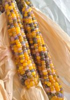 30 Samen rare "Glass Gem Corn" ist ein feuersteinmais