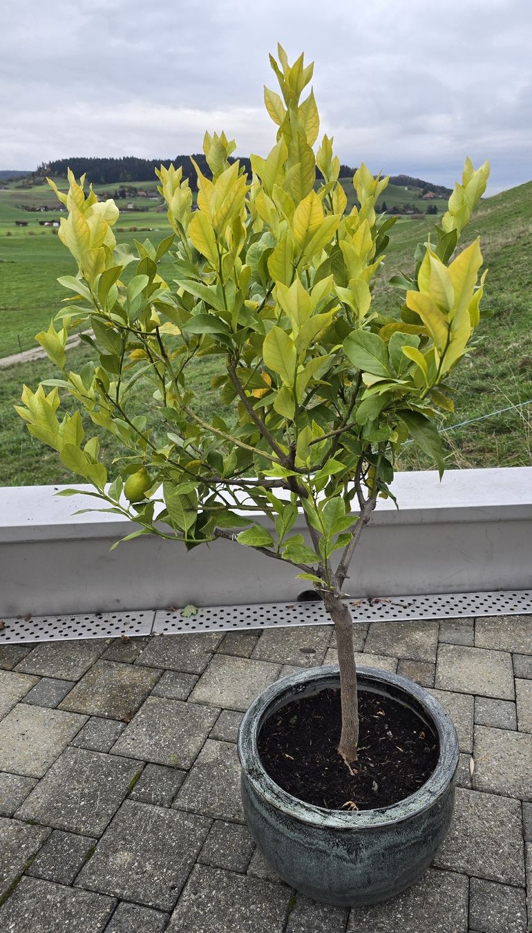 Pflanzen & Samen: Zitronenbaum im Keramiktopf mit einer Zitrone !!!!! – Gebraucht aus Walkringen von Vanuca 5