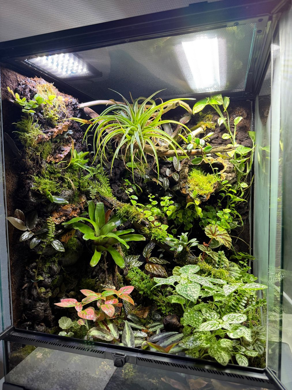 Terrariums: Natural bioactiv terrarium – D'occasion à Schüpfen par 666_mx9v 1