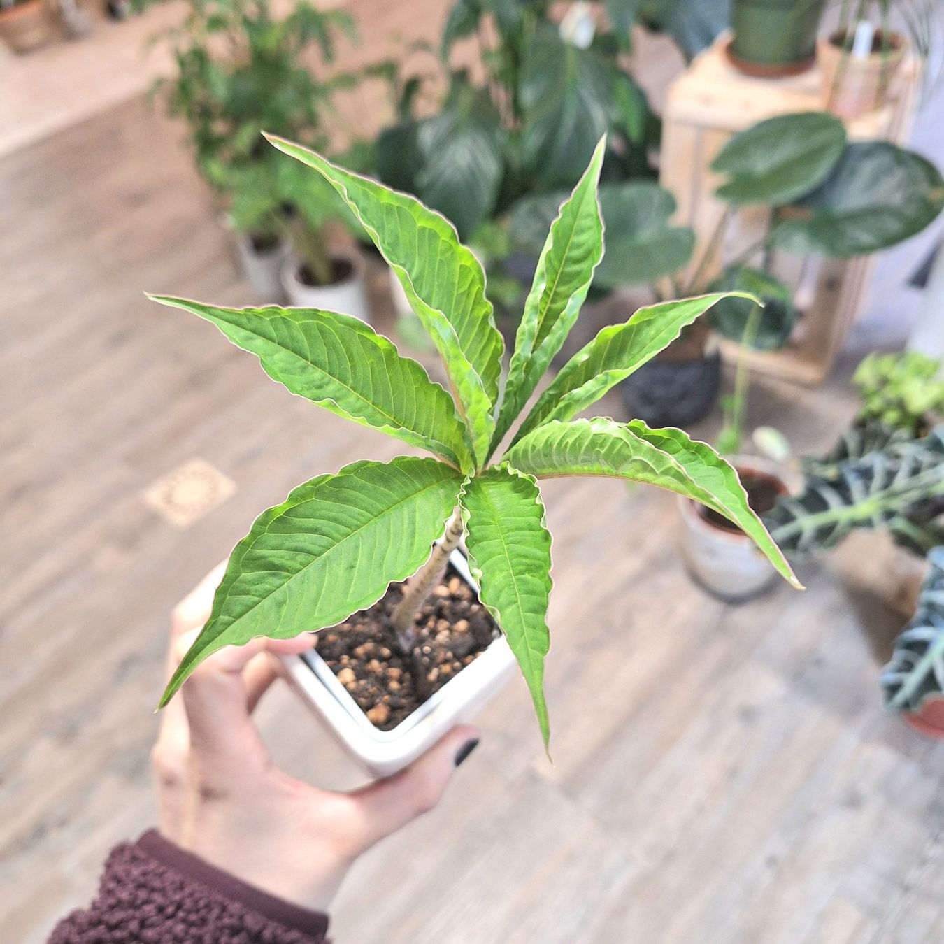 Piante & sementi: Amorphophallus bulbifer – Nuovo (secondo la descrizione) da Neuchâtel venduto da laureen-h 1