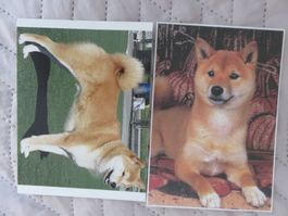 2 x Shiba Inu,  Japanischer Spitz, Hund, Hunde, ungelaufen