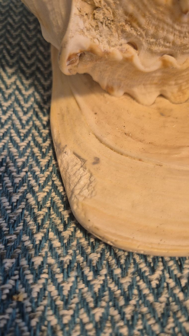 Tutte le decorazioni: Dekoration Muschel – Usato da Neuenhof venduto da Vany0607 5