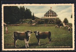 Pfannenstiel, Kurhaus Hochwacht mit Küh