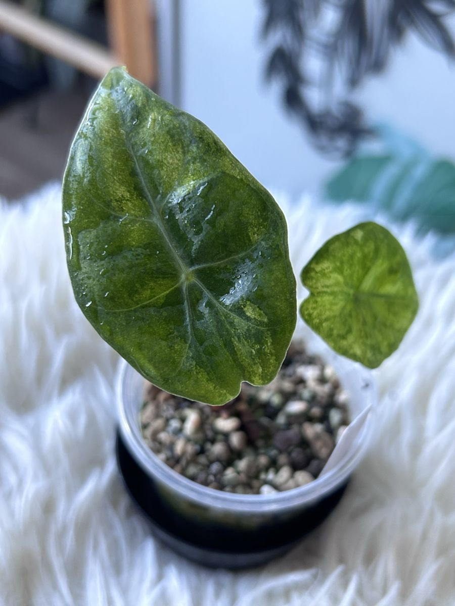 Piante & sementi: Alocasia Pink Dragon Aurea variegata  – Nuovo (secondo la descrizione) da Scherzingen venduto da Elefantenohr.ch 1
