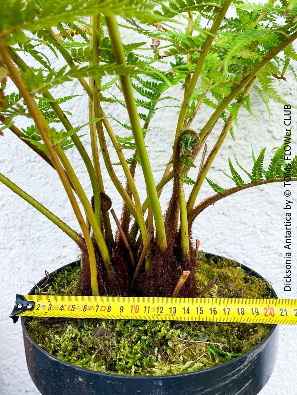 Dicksonia Antartica / Baumfarn - starker Doppelstamm (Neu (gemss  Beschreibung)) in Adliswil fr CHF 276  mit Lieferung auf Ricardo kaufen