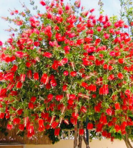 Piante & sementi: 10 samen Tropischer Busch "CALLISTEMON CITRINUS" + Anweisung – Nuovo e nell'imballaggio originale da Rovio venduto da POSITIFFARTandPLANTS 1