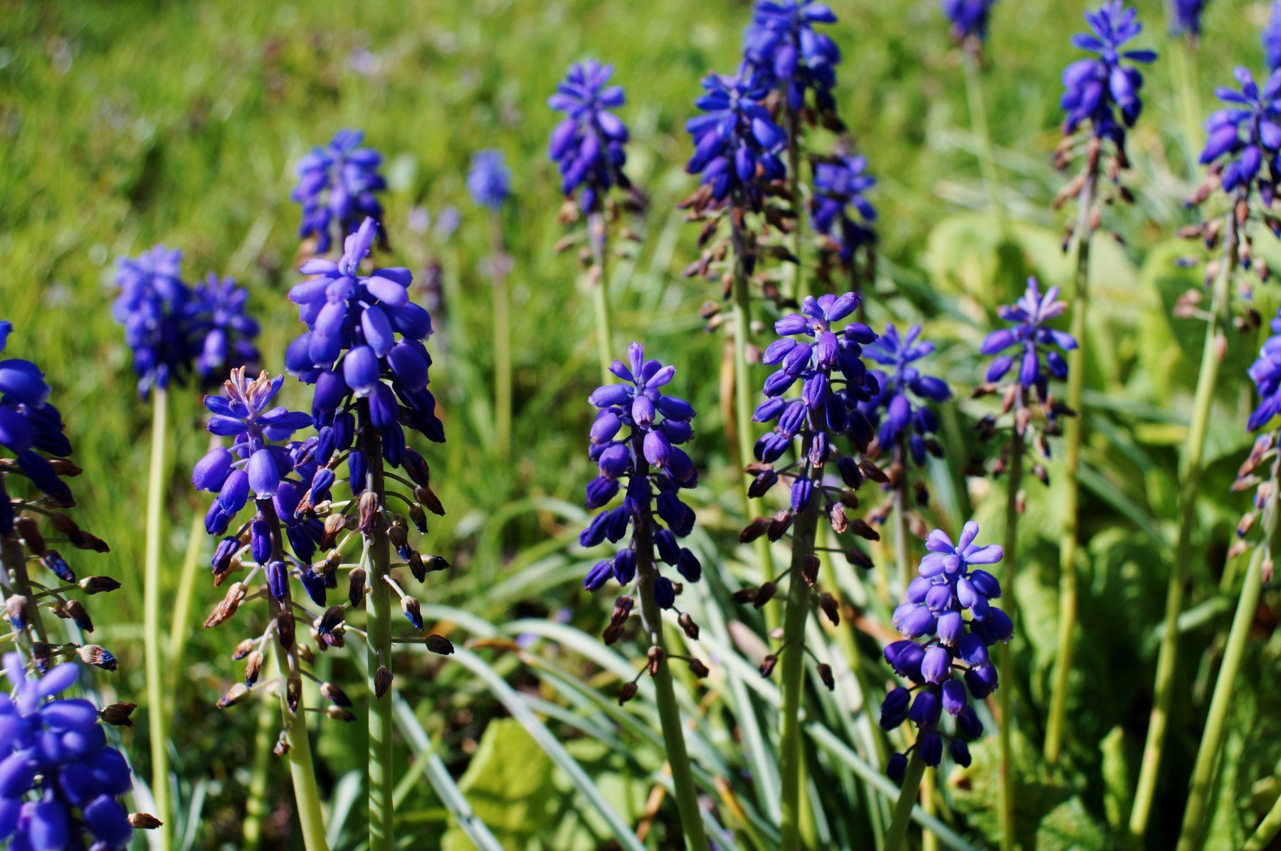 Vivitar Obiettivi: Objektiv Vivitar Wide-Angle 28mm / 1:2.8 – Usato da Sevelen venduto da Wettlersevelen 5