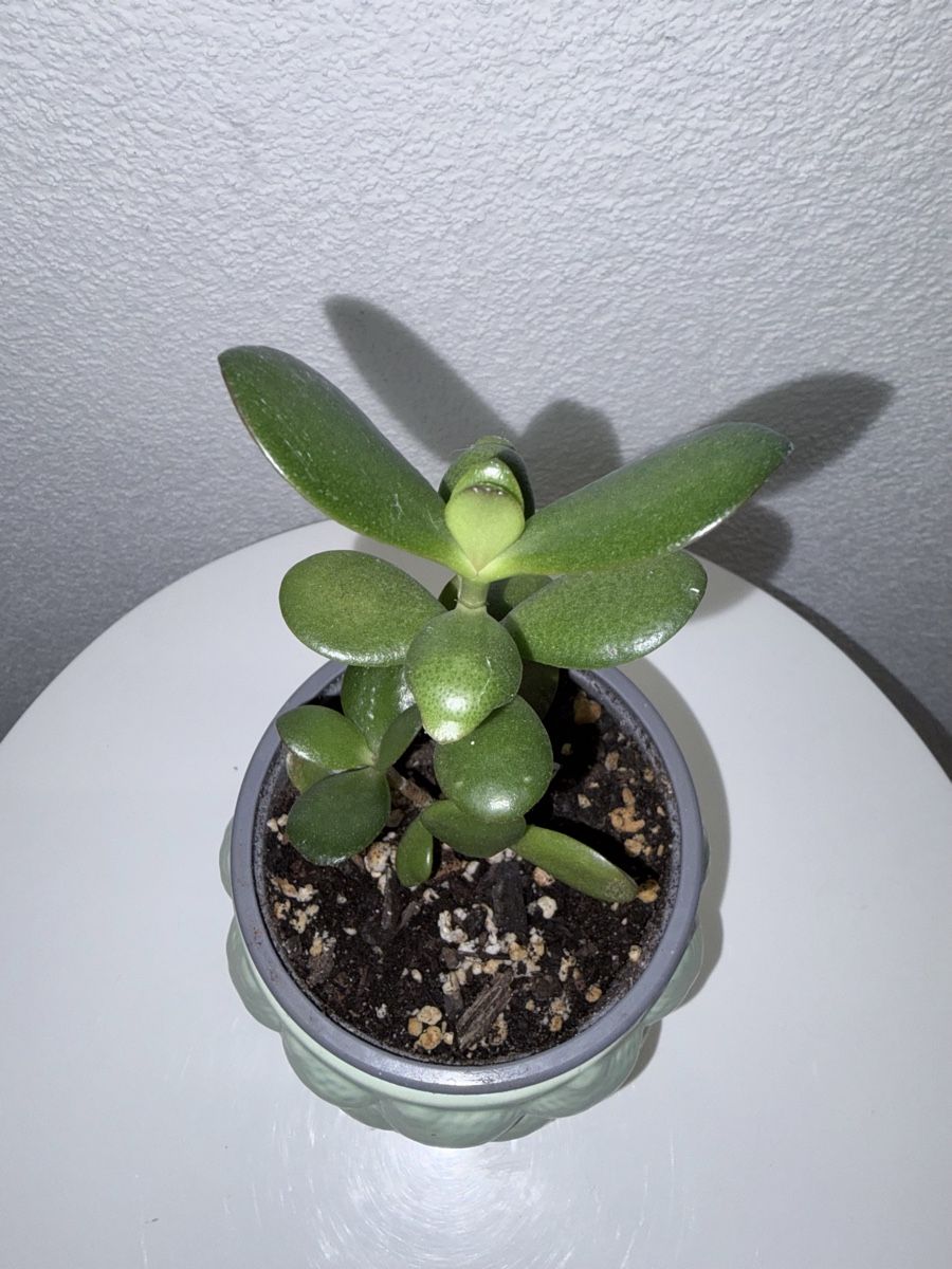 Pflanzen & Samen: Crassula ovata plant with ceramic cache pot – Gebraucht aus Kilchberg ZH von malibubeach 1