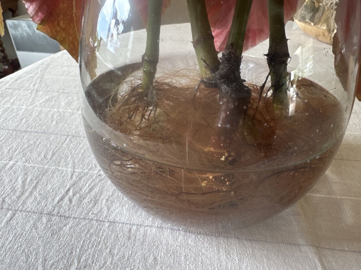 Piante & sementi: 4 Angel Wing Begonia Stecklinge – Usato da Kerns venduto da hildek 2