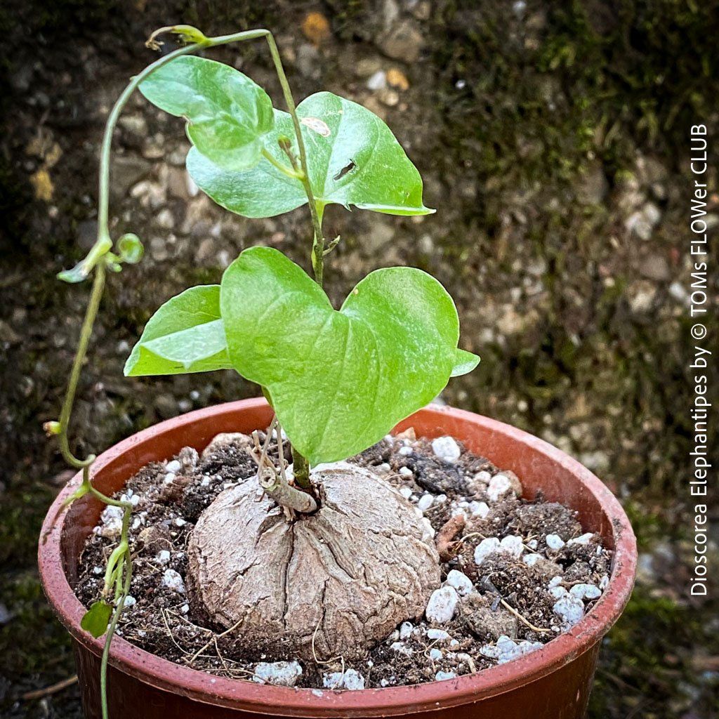 Pflanzen & Samen: Dioscorea elephantipes - "Turtle Plant" aus Südafrika – Neu und originalverpackt aus Adliswil von astom369 9
