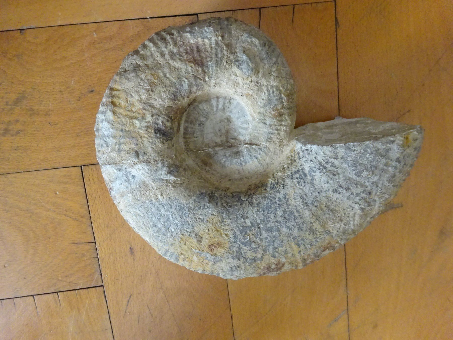 Fossilien: Grosser Ammonit / 3500 Gramm – Gebraucht aus Esslingen von eintagammeer 5