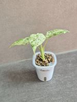 🌿 Herzige Alocasia Splash #1 🌿