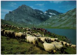 Leukerbad - Schafherde am Daubensee