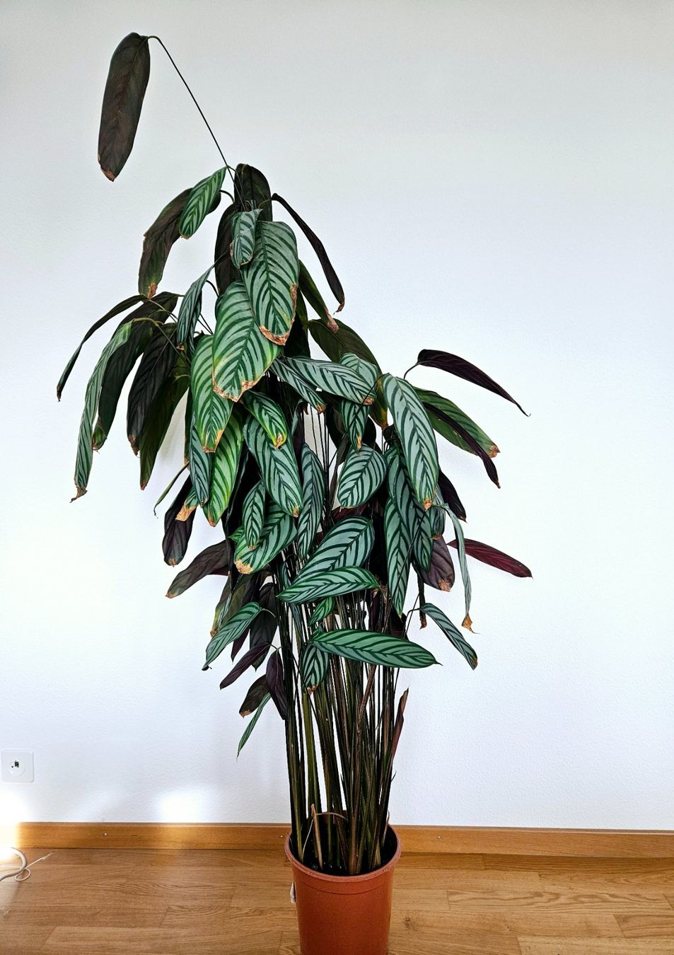 Piante & sementi: Calathea – Usato da Zürich venduto da carmine04 4