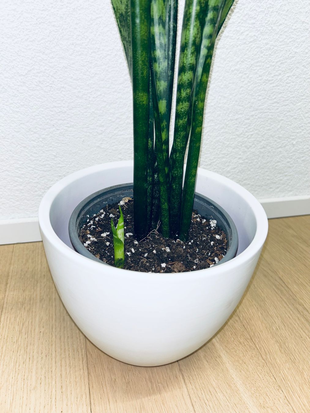 Piante & sementi: Sansevieria Zeylanica Plant 83 cm – Usato da Kilchberg ZH venduto da malibubeach 2