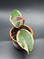Hoya Carnosa ‚Flamingo Dream‘ (1-11)