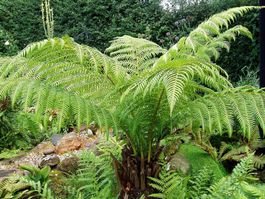 Fougère géante arborescente - Dicksonia antarctica 1 PLANT