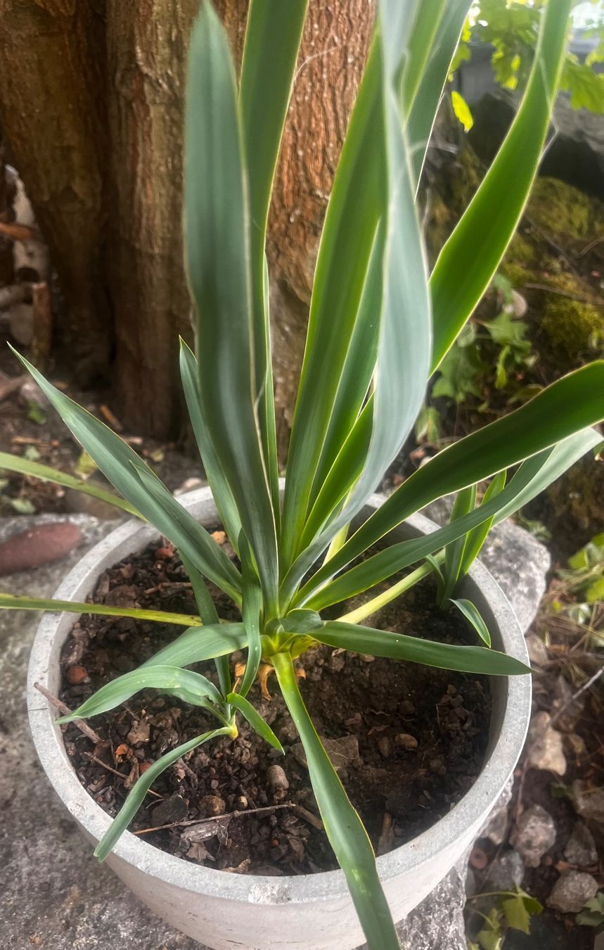 Pflanzen & Samen: YUCCA FLAMENTOSA ca 45 cm – Gebraucht aus Möhlin von mil_h55x 4
