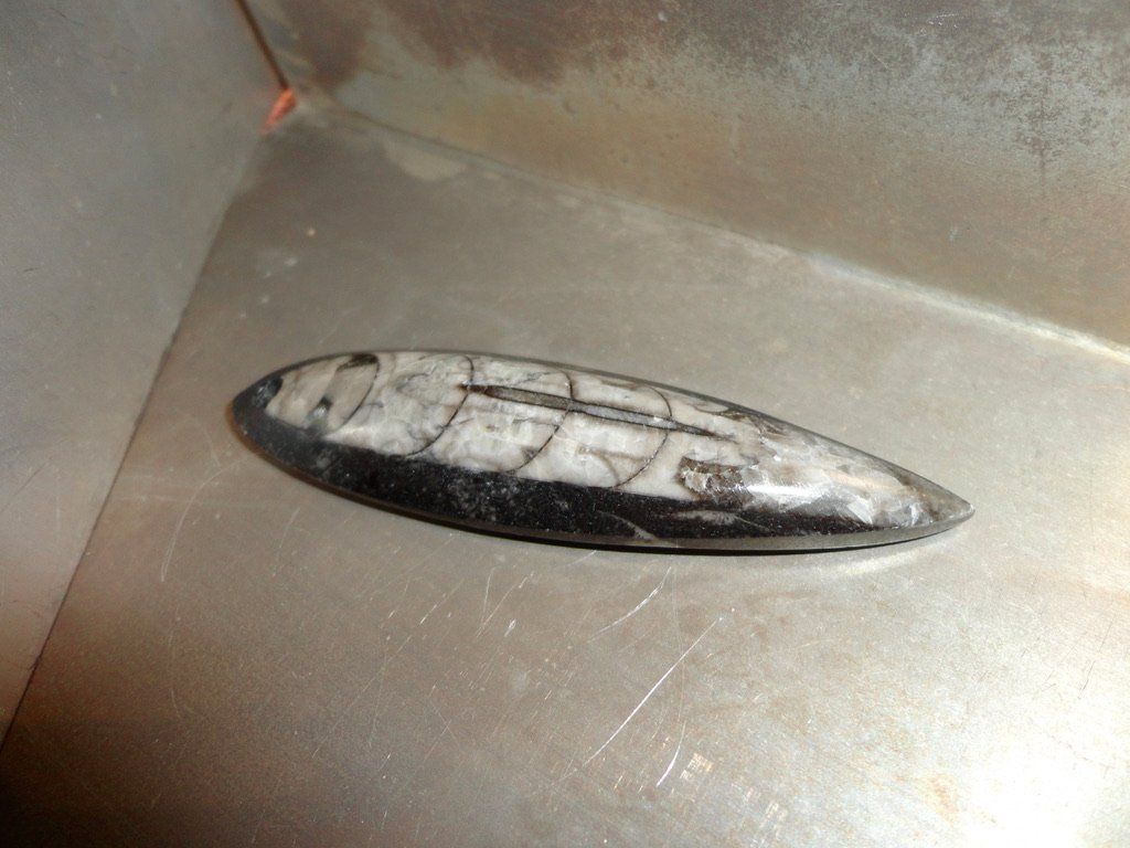 Fossili: Orthoceras Anhänger – Nuovo (secondo la descrizione) da Biberist venduto da tl-schmuck