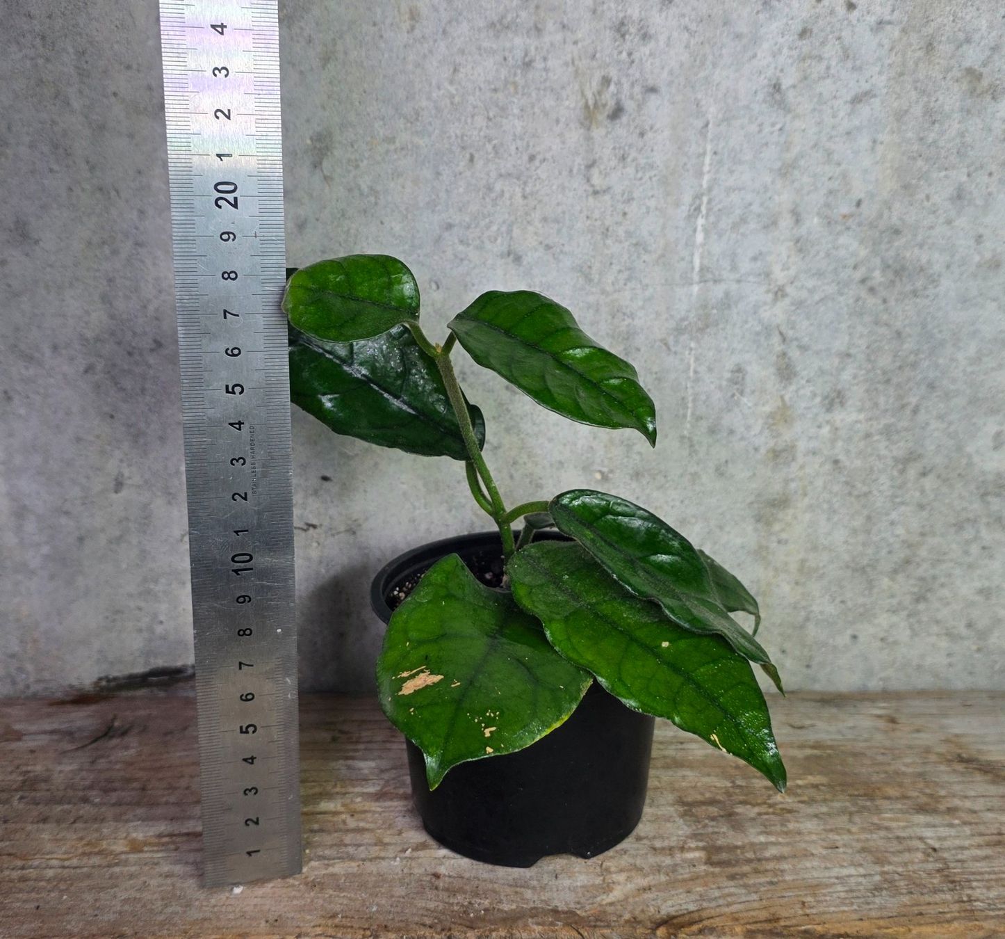 Piante & sementi: Hoya globulosa – Nuovo (secondo la descrizione) da St.Erhard venduto da Plumilandschweiz 4