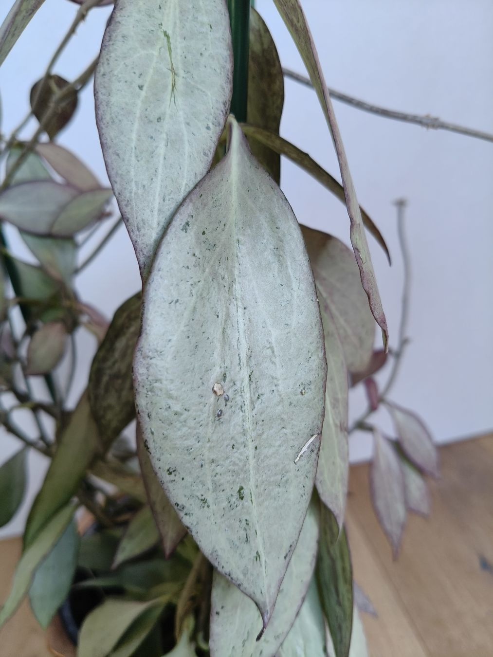 Plantes & graines: Hoya Nicholsoniae New guinea ghost – D'occasion à Chamoson par Yuriyaa 1