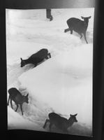 Foto by Sepp Keller Rehe in Karawane um 1950