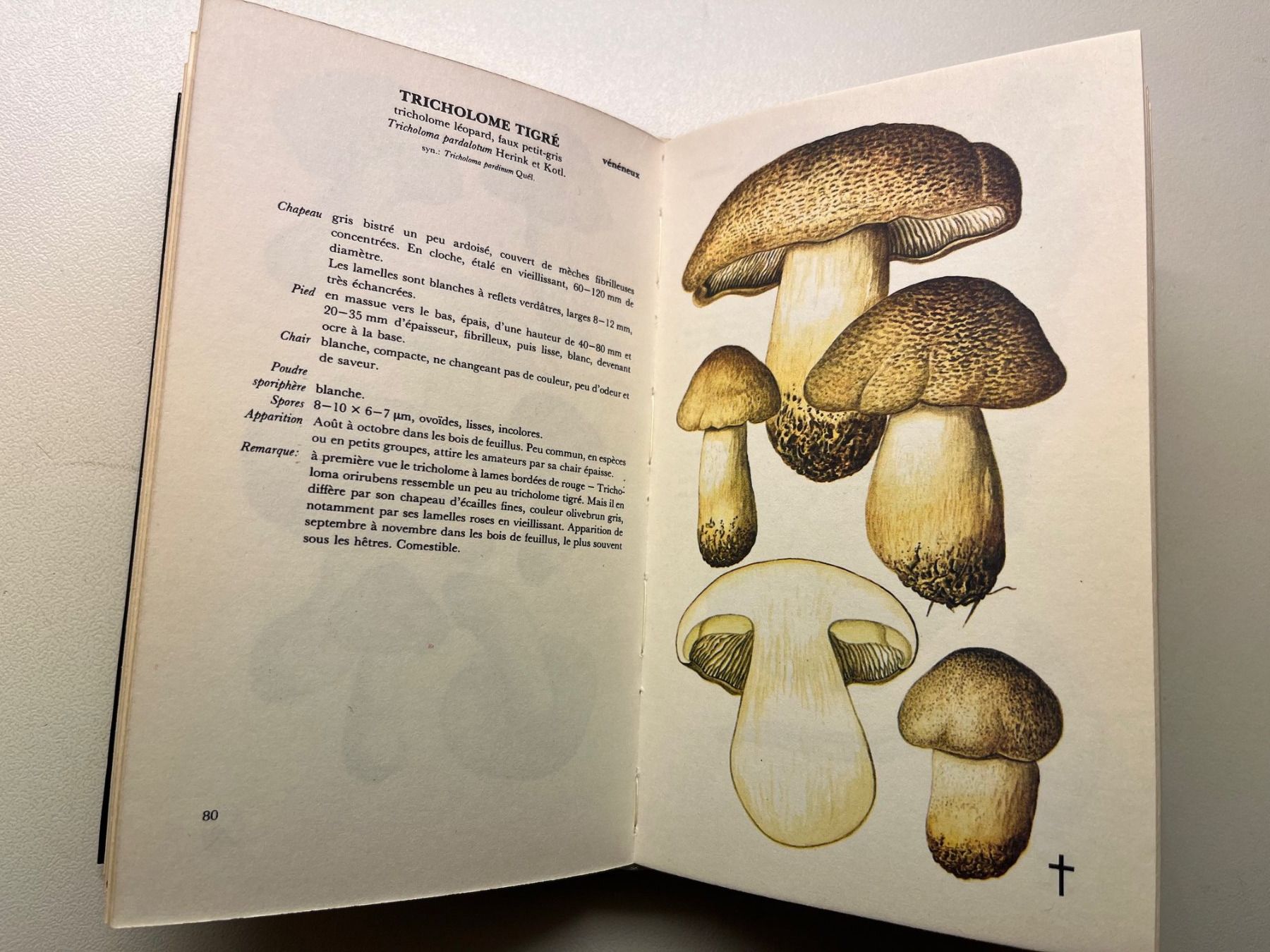 Libri: Les Champignon von Aurel Dermek – Usato da Laufen venduto da Nuria44 6