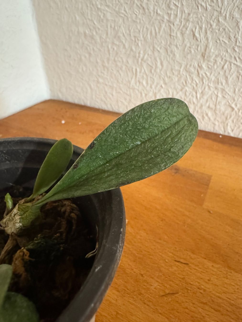 Plantes & graines: Bulbophyllum roxburghii – D'occasion à Männedorf par mrclst 2