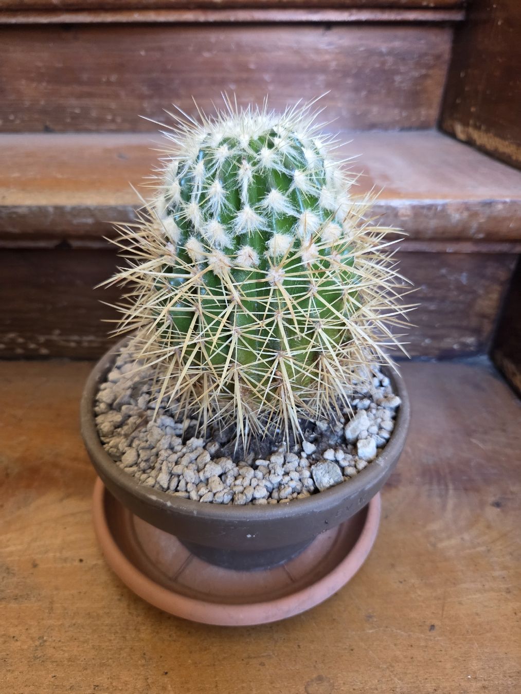 Plantes & graines: Kugelkaktus – D'occasion à Wädenswil par weihpos