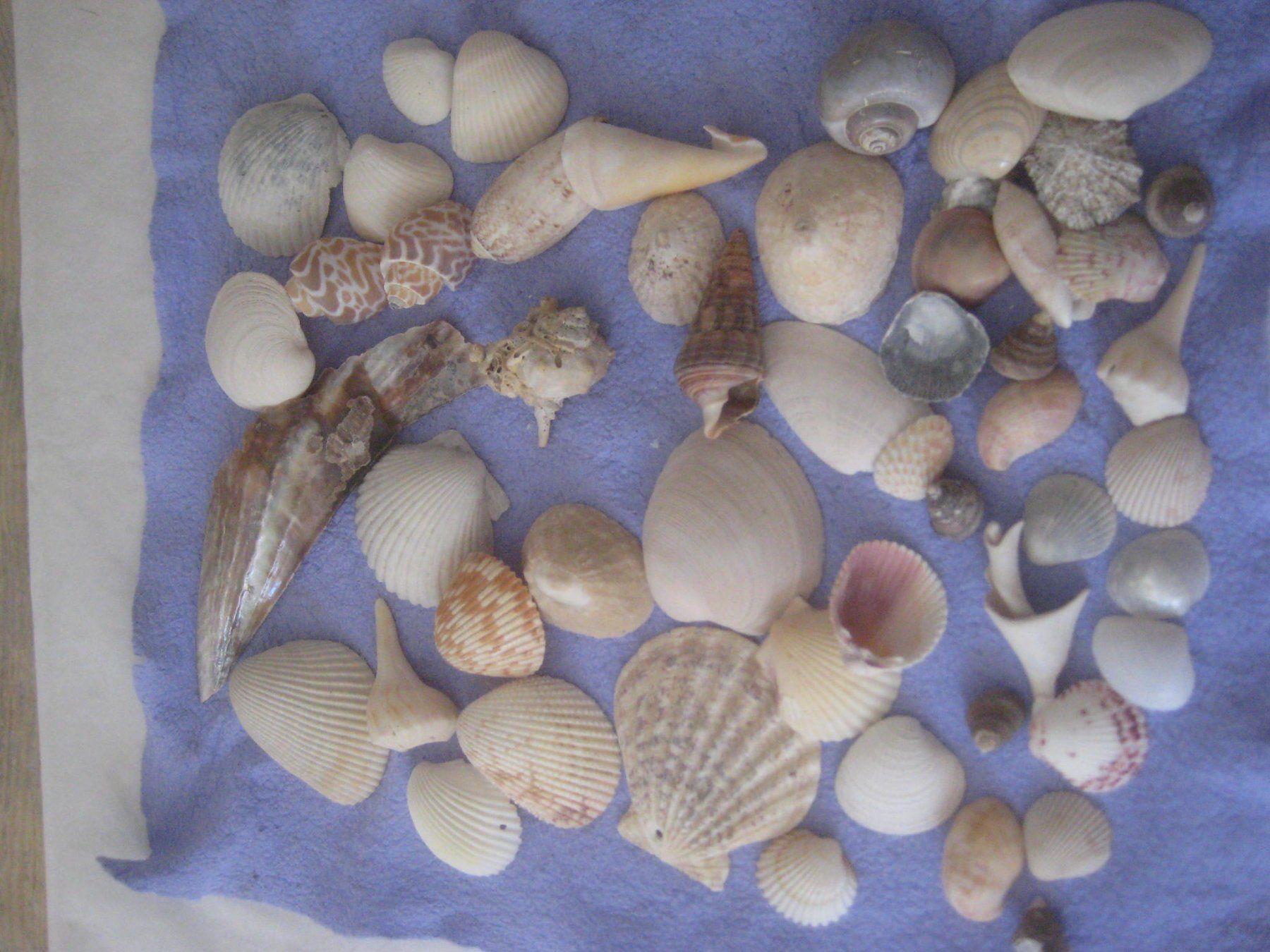 Fossiles: MUSCHELN – D'occasion à Uster par flocke1 1