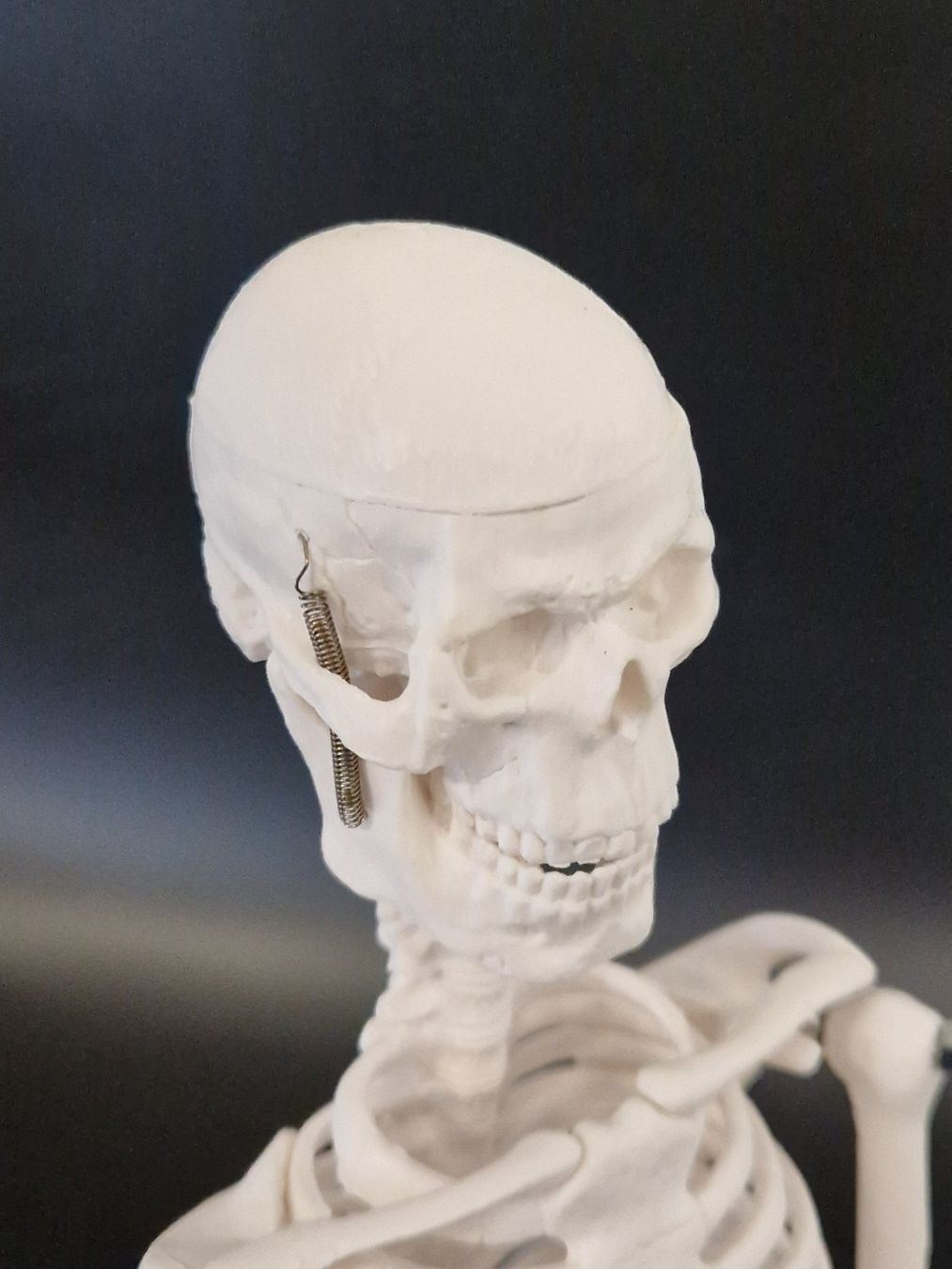 Kit di modellismo & Modellini statici: Anatomie Skelett (klein) – Usato da Muhen venduto da Restwert_Muhen 2