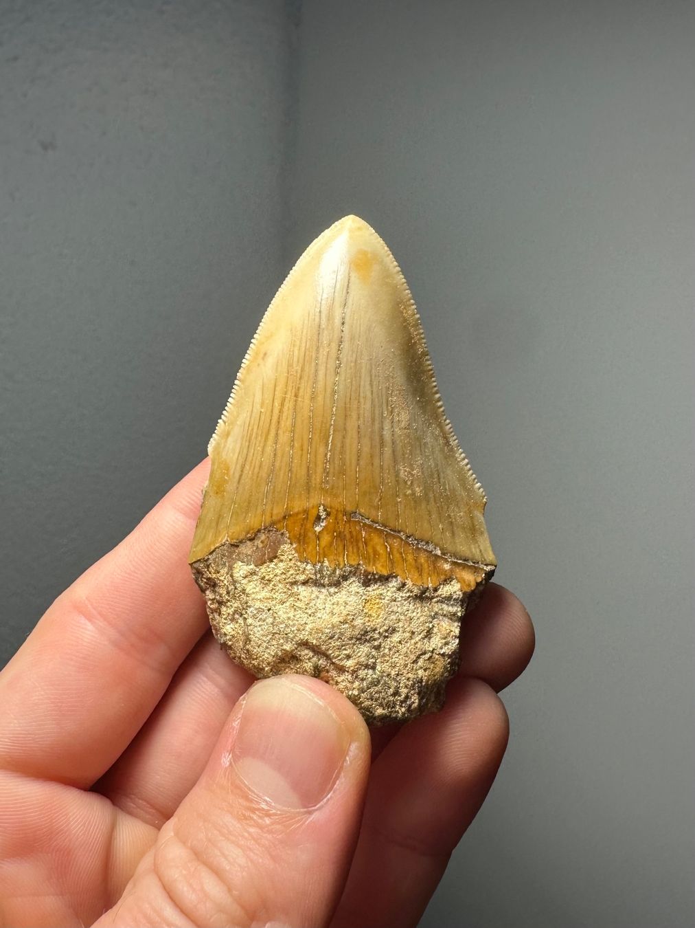 Fossili: Fossiler Megalodon Zahn – Usato da Lutzenberg venduto da CS65