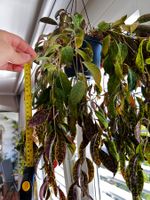 Aeschinantus marmoratus, Zebra Basket vine
