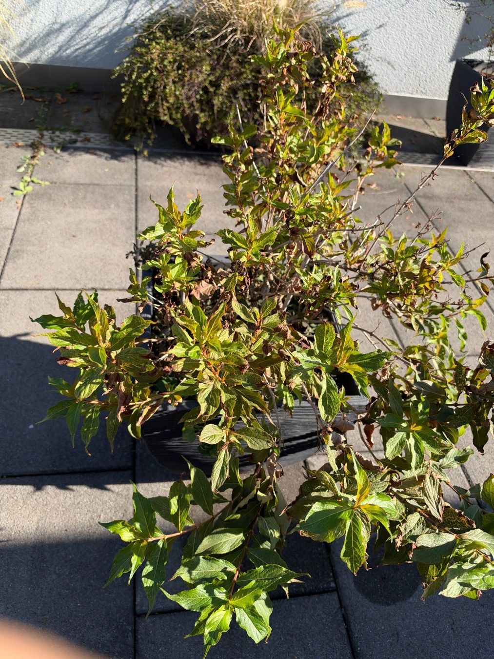 Piante & sementi: Garten Weigelie – Usato da Root venduto da calmchris 1