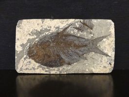 Versteinerter Fisch Fossil JIANGHANICHTHYS - BLACK FISH