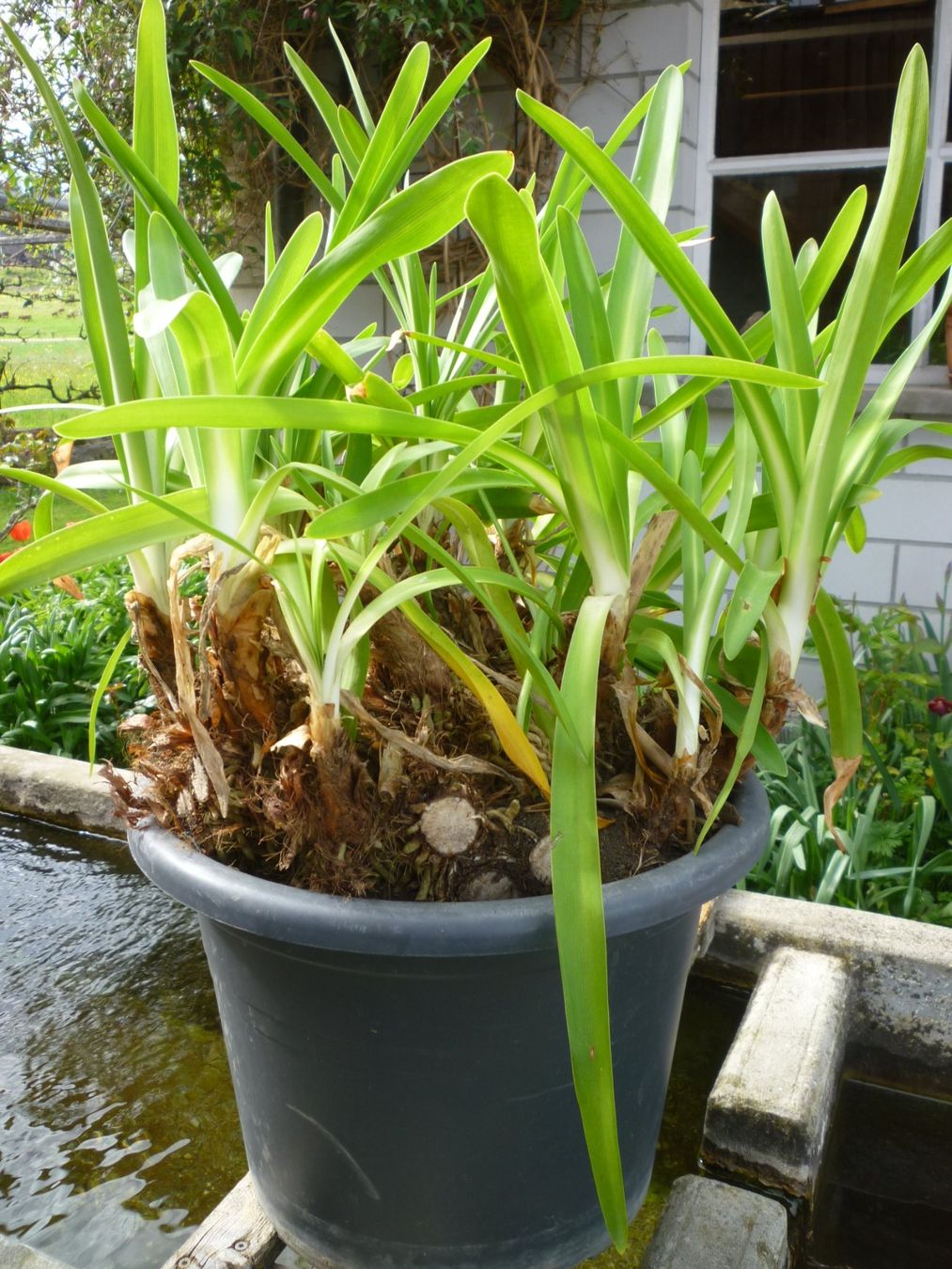 Piante & sementi: Agapanthus – Usato da Aarwangen venduto da Webla15