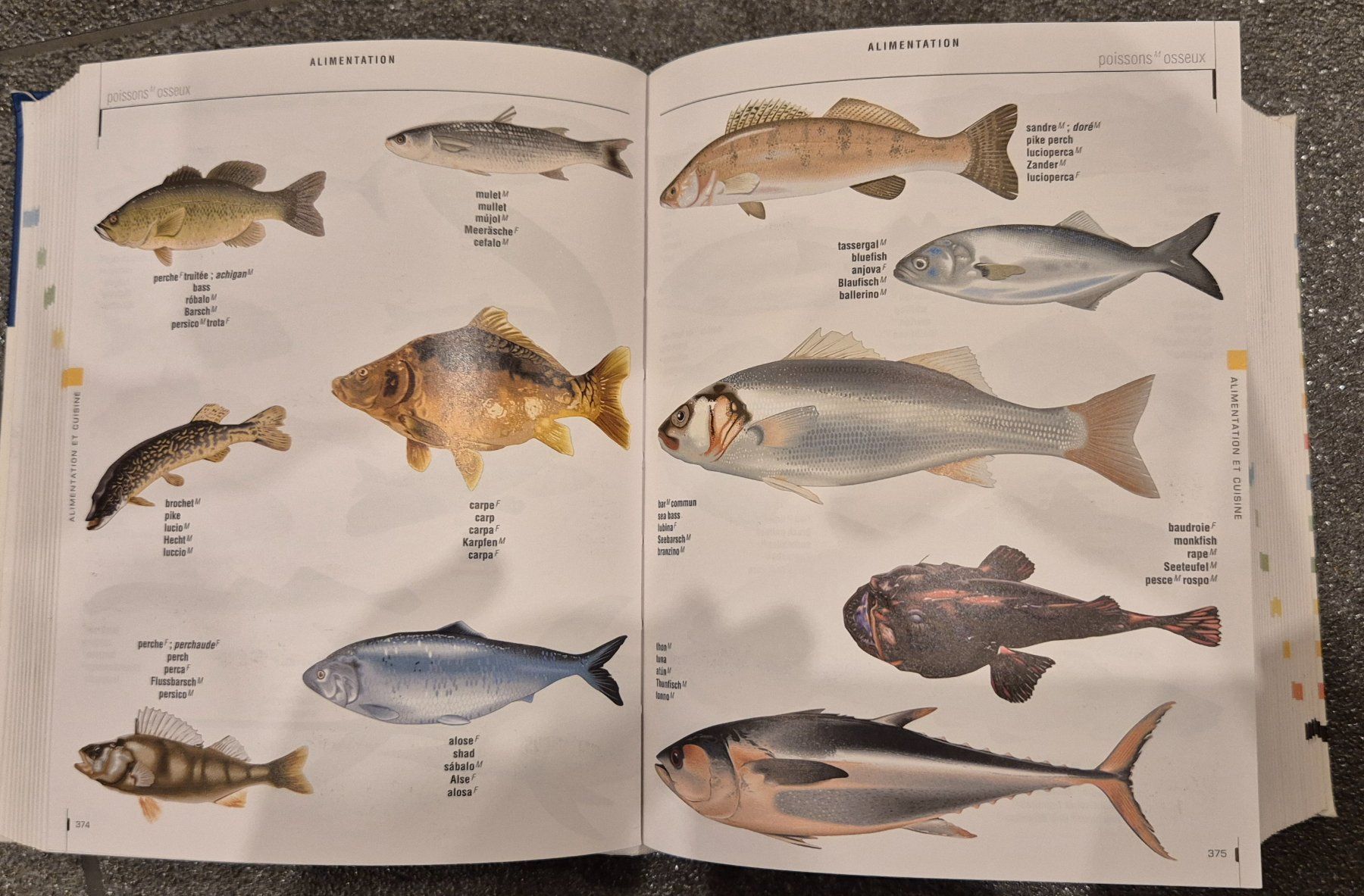 Libri: petit visuel multilingue & 100 infos a connaitre les oceans – Usato da Grüningen venduto da jadranko 2