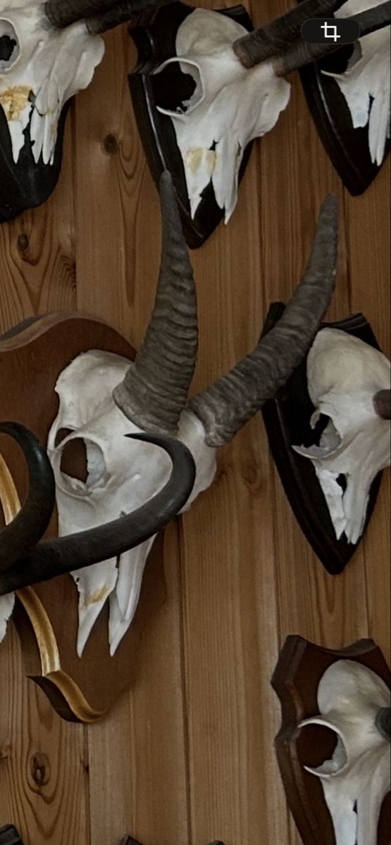 Sonstiges zum Sammeln & Seltenes: Trophäe Steingeiss / weiblicher Steinbock – Gebraucht aus Davos Platz von cilgia08