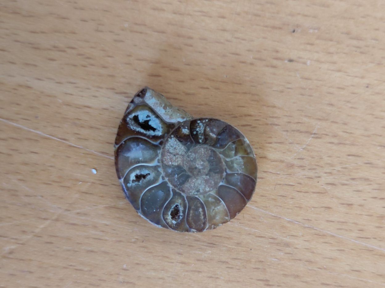 Fossiles: Fossil – D'occasion à Zürich par mar_2cbd