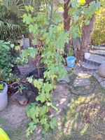 Junge Weinrebe im Topf, perfekt für den eigenen Garten!