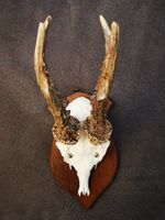 Rehgeweih auf Holzschild - Wanddekoration Jagdtrophäe! (1)