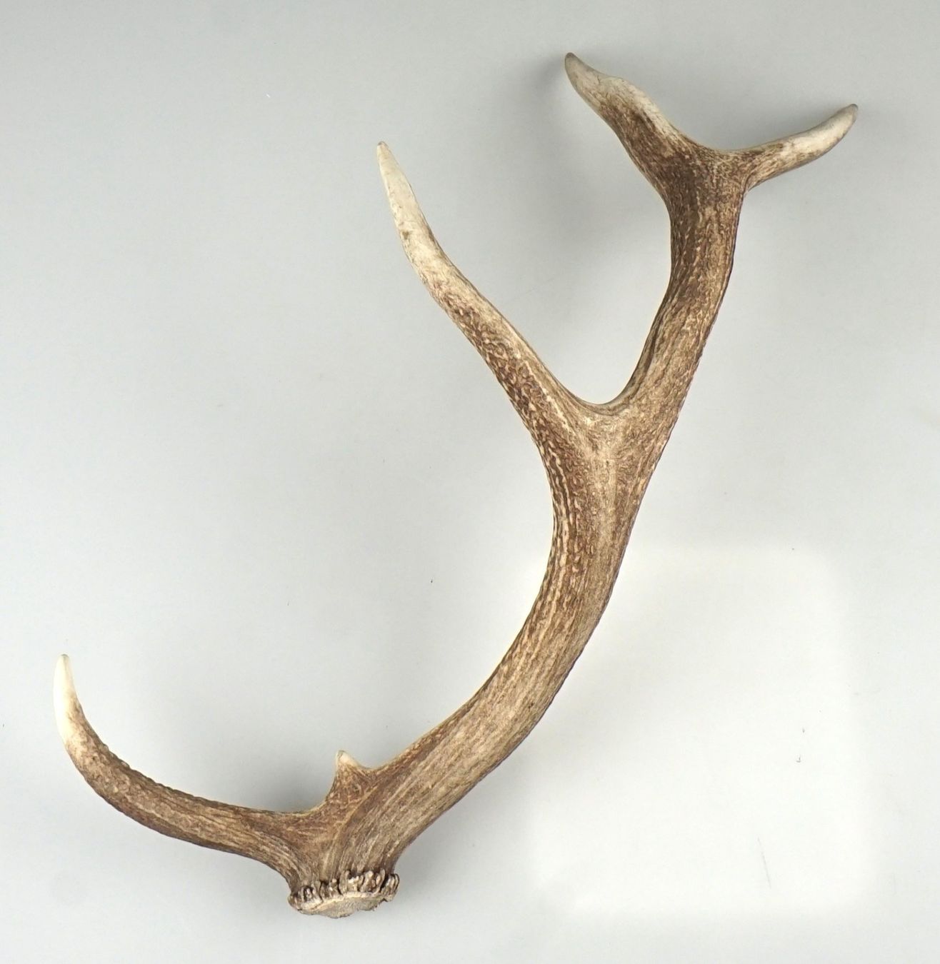 Il mondo degli animali: einzelnes Hirschhorn – Usato da Volketswil venduto da brockipfannenstil 1