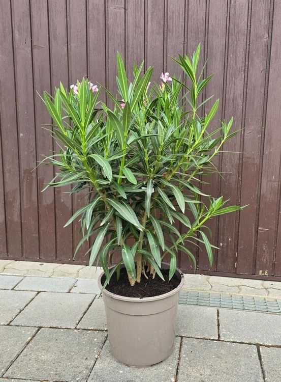 Pflanzen & Samen: Oleander Tricolor – Gebraucht aus Aarburg von popkorn65 1