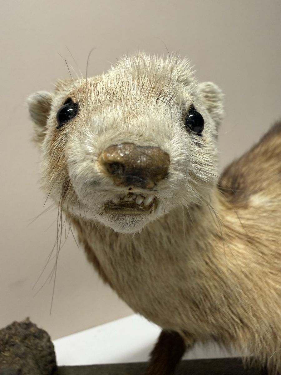 Monde des animaux: Tierpräparat ILTIS – D'occasion à Bern par felberunderground 3