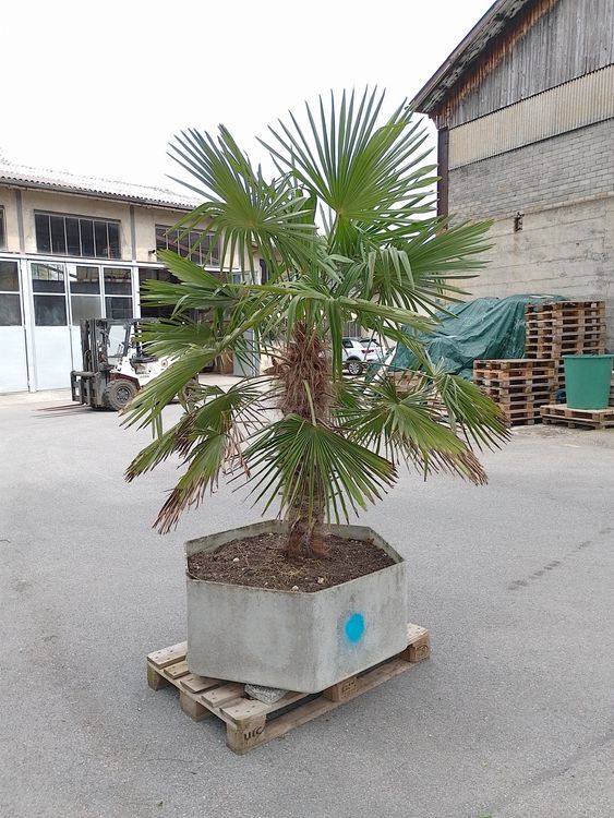 Grosse Palme in Topf Kaufen auf Ricardo