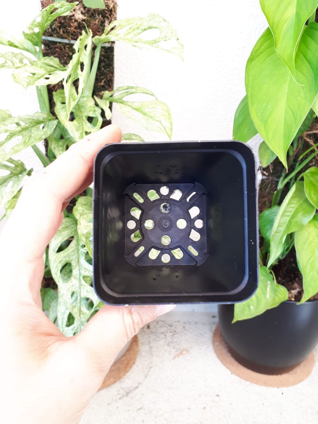 Vasi per fiori: 5 Stk Anzuchttöpfe, eckig, 7cm – Nuovo (secondo la descrizione) da Brittnau venduto da Freaks-of-Nature 2