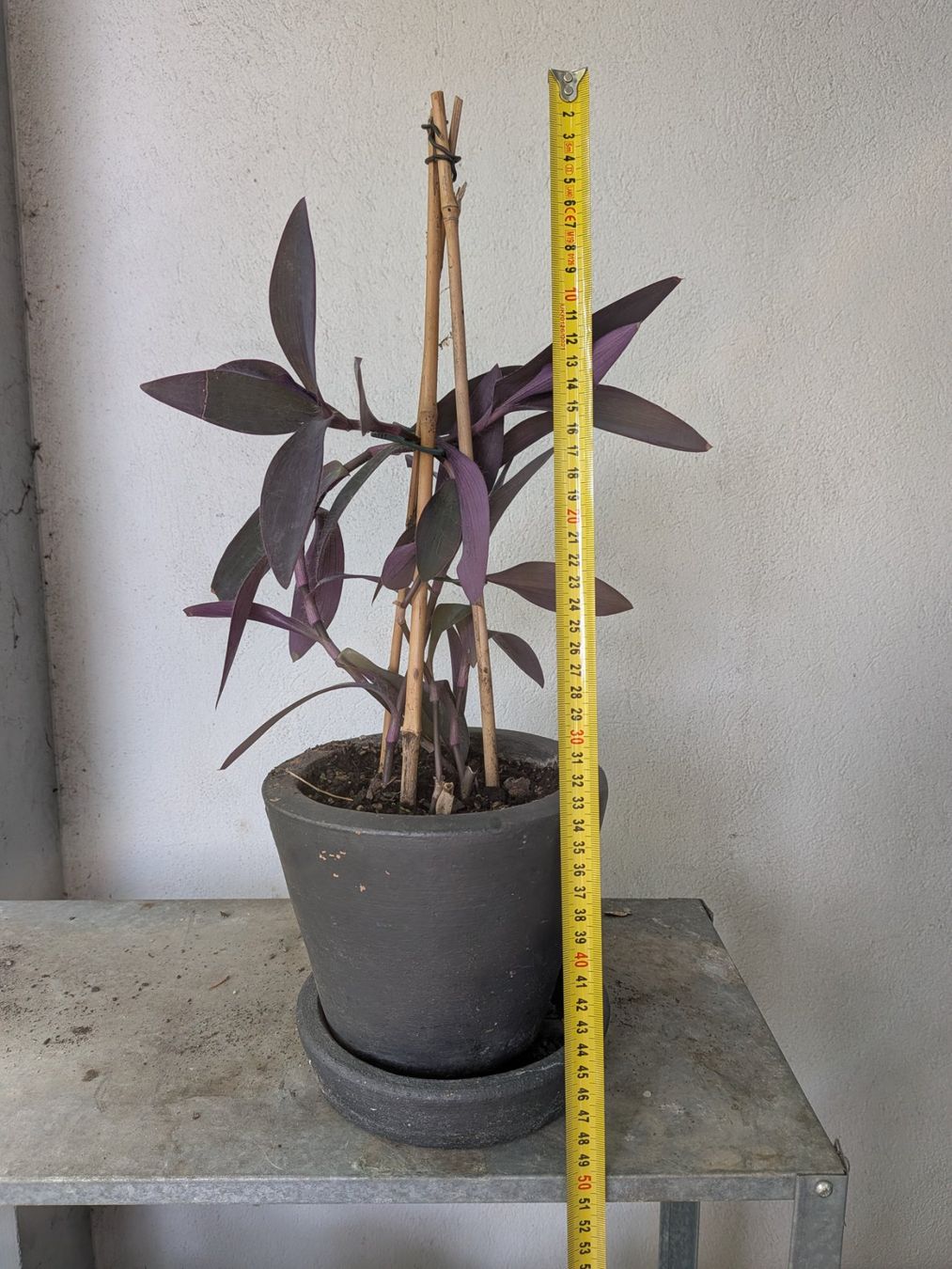 Piante & sementi: Mexikanische Dreimasterblume – Usato da Bern venduto da Hydrom 1